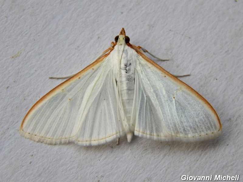 Palpita vitrealis,      Crambidae